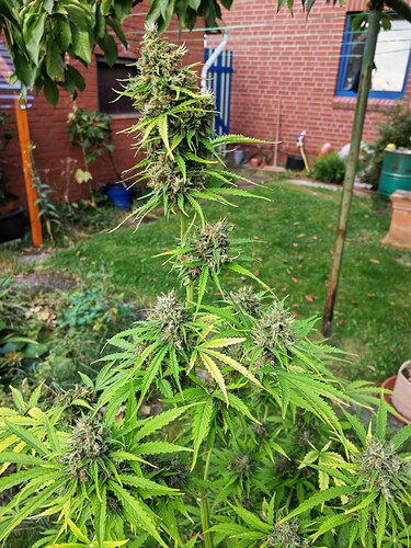 Growreport Bild 2