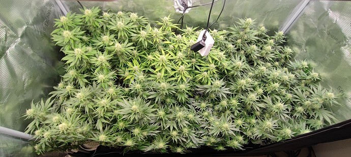 Growreport Bild 13