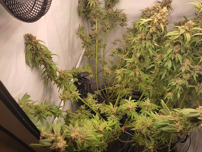 Growreport Bild 29