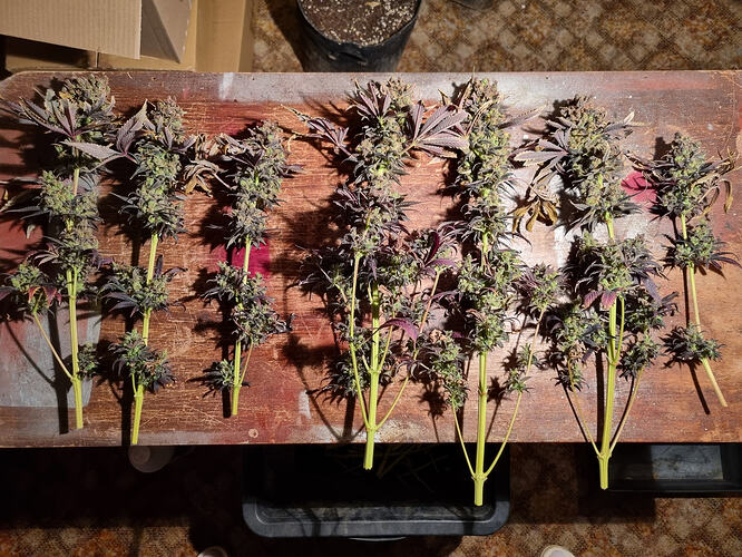 Mehrere frisch geerntete Cannabis-Pflanzenzweige mit Blüten und Blättern liegen auf einer Holzoberfläche.
