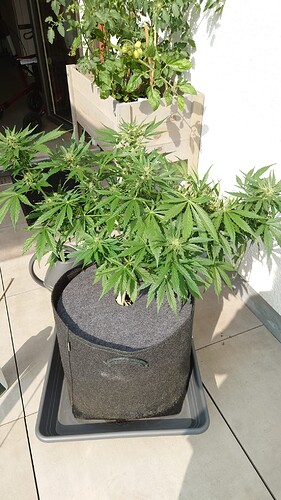 Growreport Bild 29