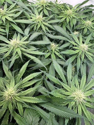 Growreport Bild 19
