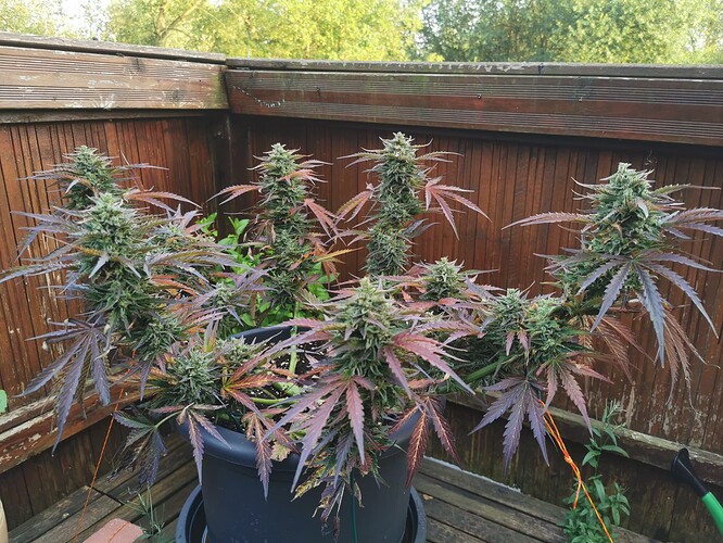 Growreport Bild 11