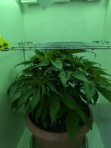 Growreport Bild 3