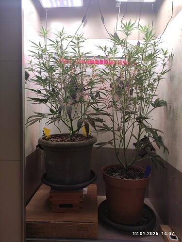 Growreport Bild 23