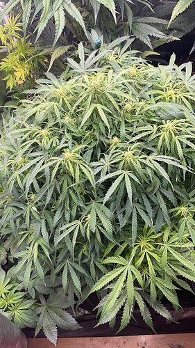 Eine Cannabis-Pflanze in der Blütephase mit grünen Blättern und sich entwickelnden Blütenständen.