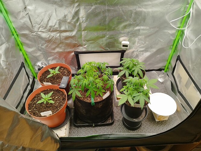 Vier junge Cannabispflanzen in verschiedenen Töpfen in einem Growzelt.