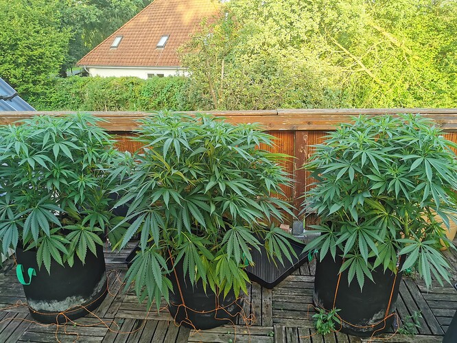 Growreport Bild 14