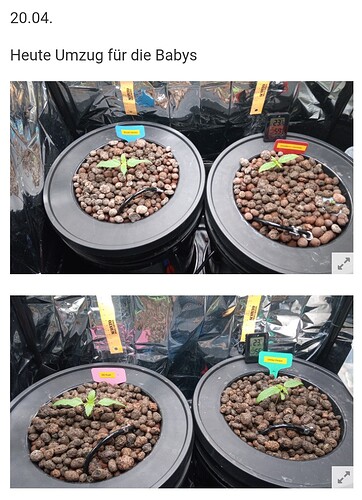 Growreport Bild 1