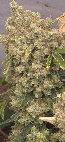 Growreport Bild 3