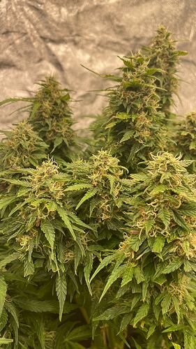 Growreport Bild 3