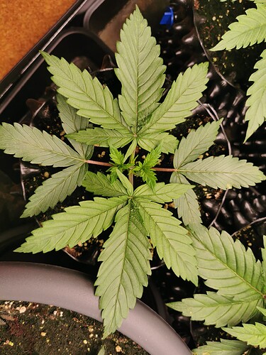 Growreport Bild 9