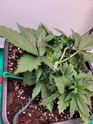 Growreport Bild 1