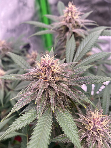 Growreport Bild 1