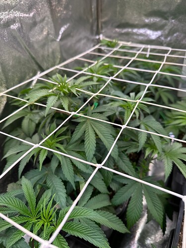 Growreport Bild 34