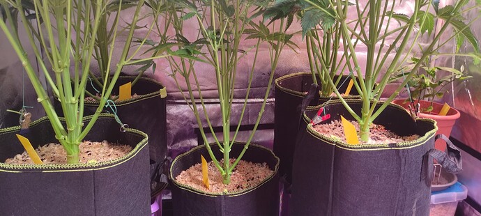 Growreport Bild 4