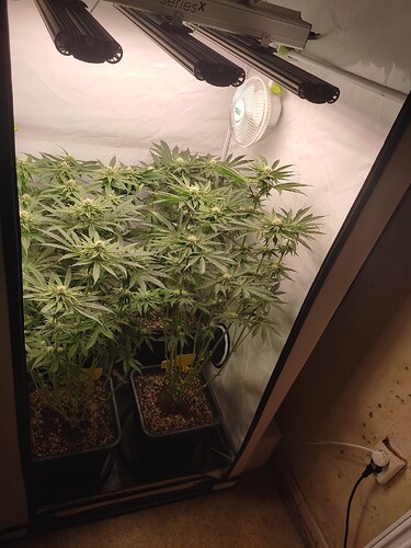 Growreport Bild 4