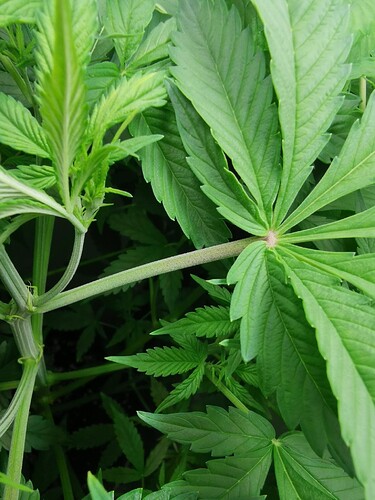 Growreport Bild 14