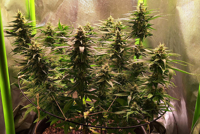 Growreport Bild 9
