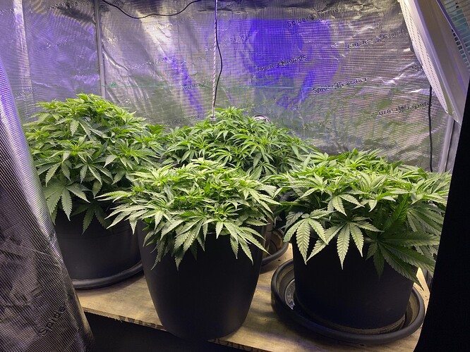 Growreport Bild 39