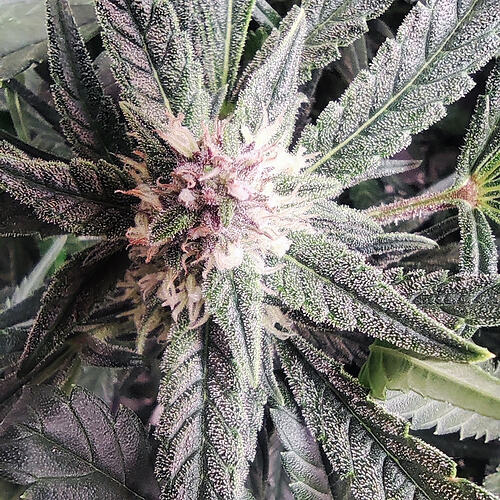 Growreport Bild 4
