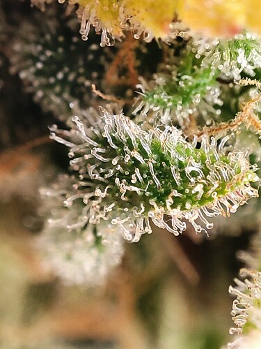 Growreport Bild 85