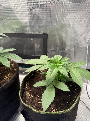 Growreport Bild 13