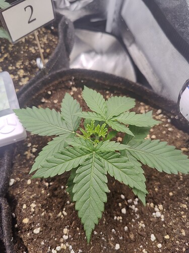 Growreport Bild 5