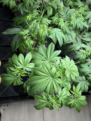 Growreport Bild 19