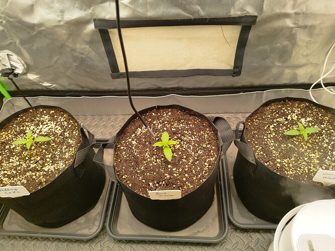 Growreport Bild 5
