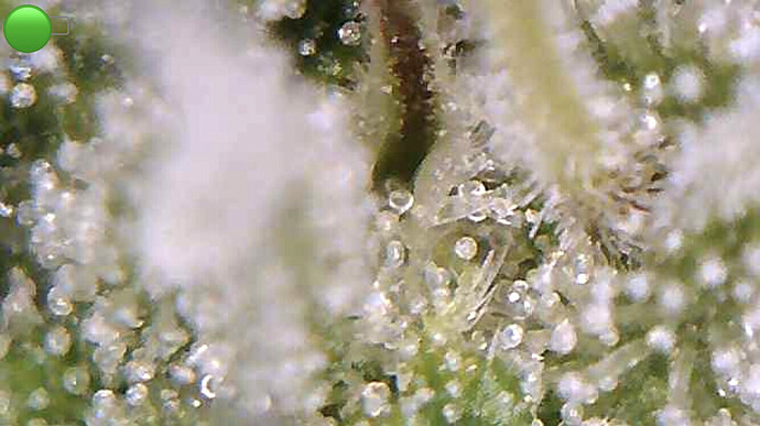 Growreport Bild 11