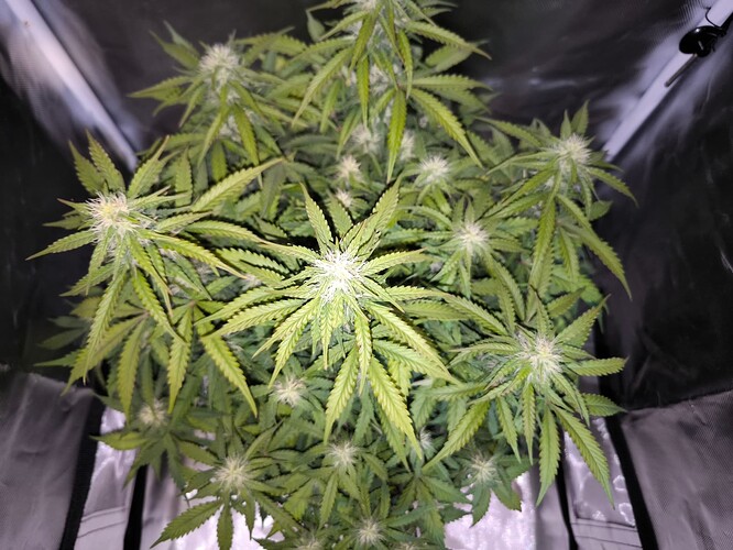 Growreport Bild 6