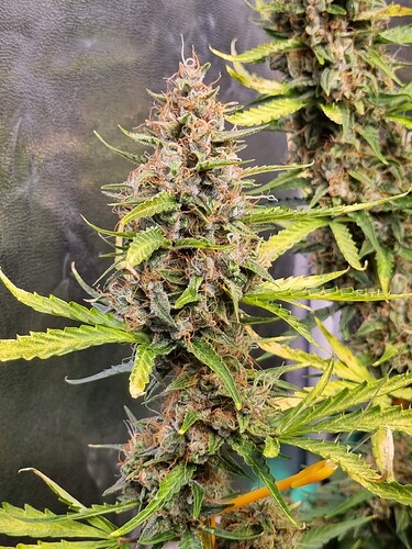 Growreport Bild 12