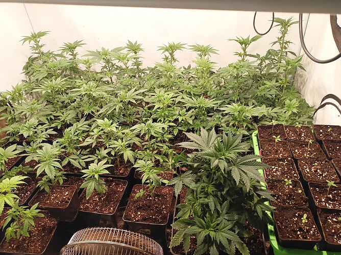 Growreport Bild 3