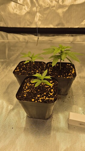 Bild 11 Start Wachstumsphase