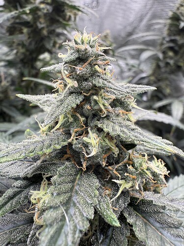 Growreport Bild 16