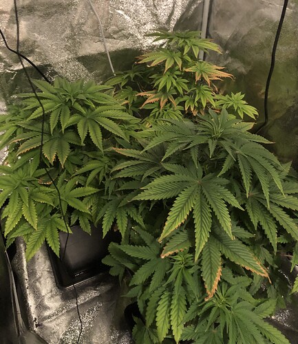 Growreport Bild 1
