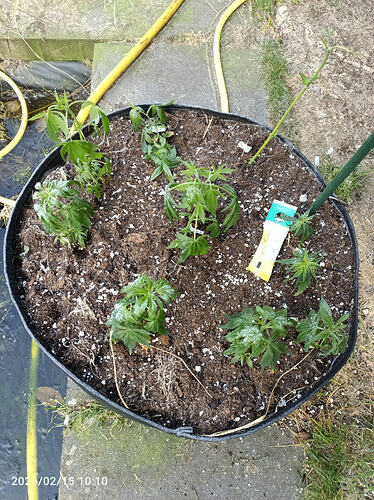 Growreport Bild 38