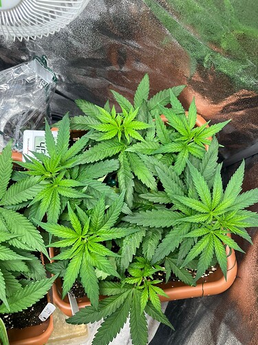 Growreport Bild 3