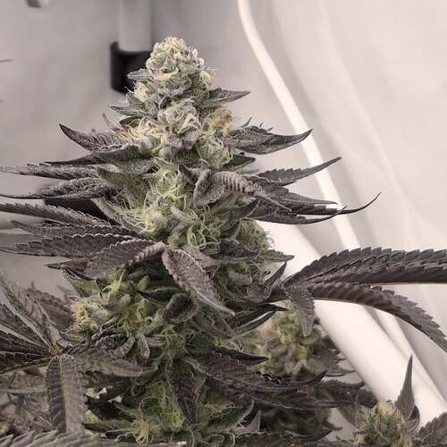 480960002_122168809904293599_1382516553932700555_n