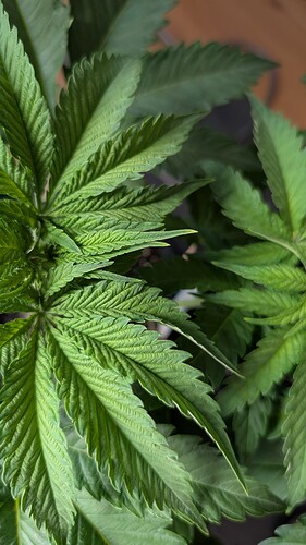 PXL_20250418_072347320.MP