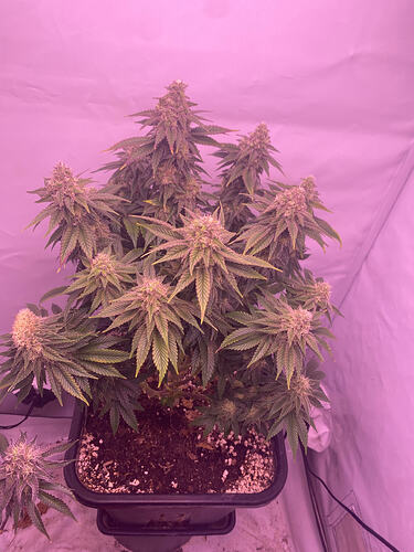 Growreport Bild 9