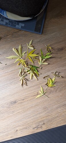 Growreport Bild 31