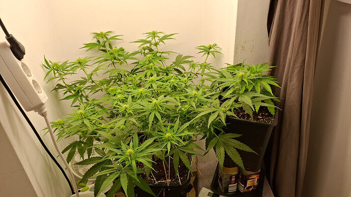 Growreport Bild 238