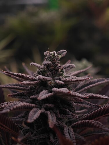 Growreport Bild 15