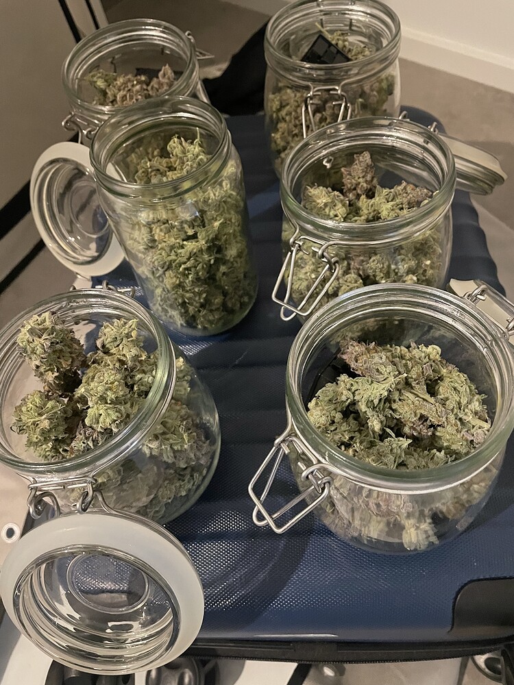 3. Grow, erster auf 60x60 mit 2 Pflanzen à 15l (elev8 genetics)