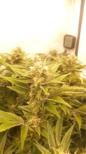 Growreport Bild 5