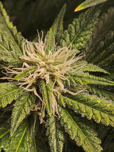 Growreport Bild 12