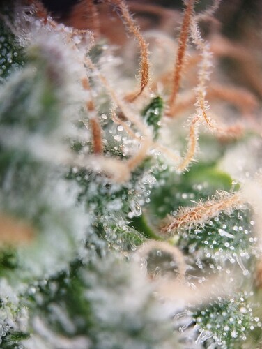 IMG_20250303_163619 - Kopie