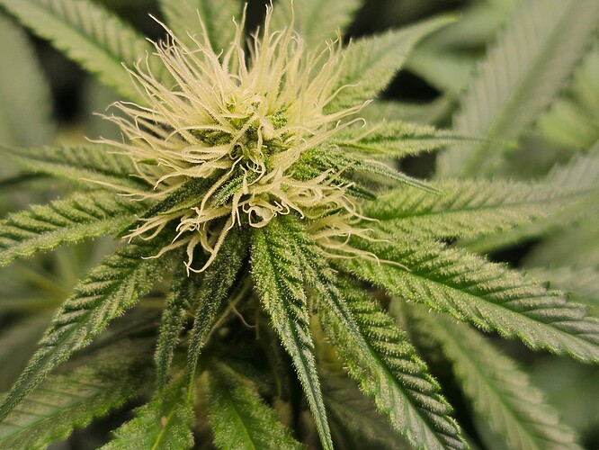 Growreport Bild 2